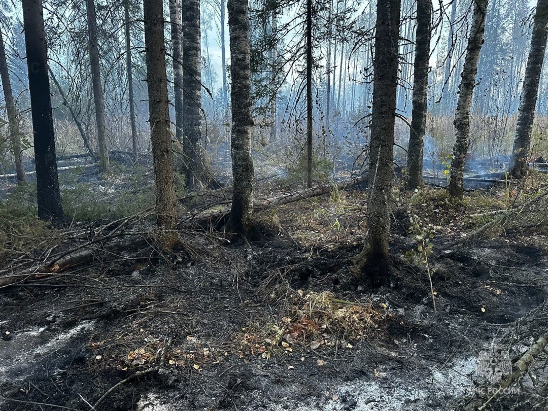 Лесной пожар в Поназыревском муниципальном районе