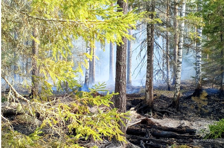 Лесной пожар в Поназыревском муниципальном округе локализован